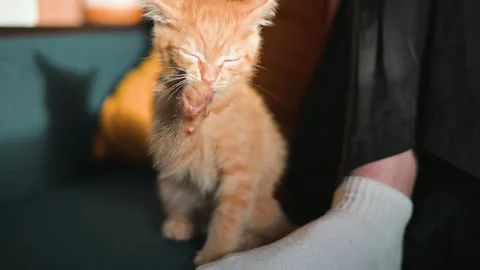 A young ginger kitten plays with a person's foot, exhibiting curiosity and 库存影片 344451306