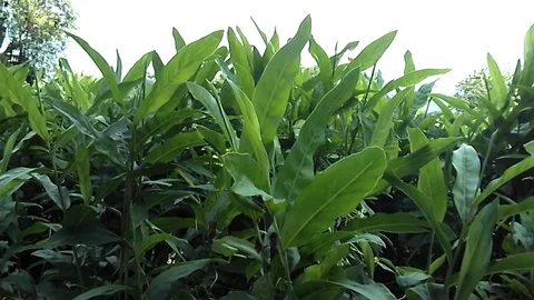 Young ginger leafs on ginger tree on ginger plantation Video stock 123512673
