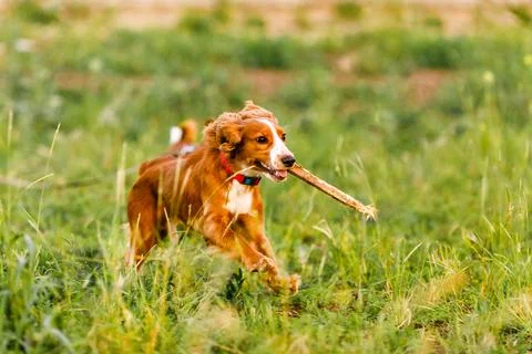 Young ginger spaniel y running in a green field and playing with a stick Stock Photos