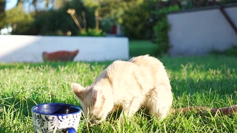 Young ginger tiger stripe cat drinking from a milk cup in the grass Stock Footage 345619715