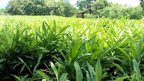 Young ginger trees on the ginger field on the morning Stock-Footage 123513898