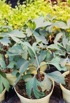 Young ginkgo pots Stock Photos