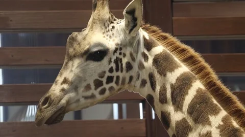 Young giraffe in an aviary Stock Footage 155110626