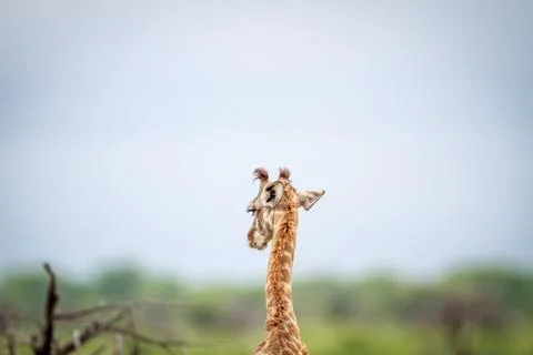 Young Giraffe from behind. Stock Photos