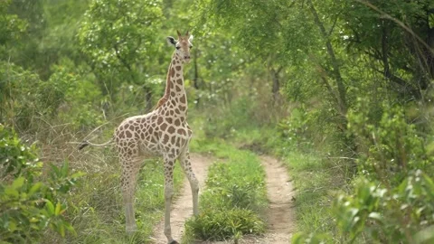 Young Giraffe Crossing  - Slow Motion Stock Footage 158925908