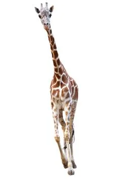 Young giraffe isolated Photos