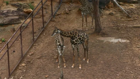 A young giraffe looking around while chewing its food. Amazing close-up portrait Stock Footage 136142900