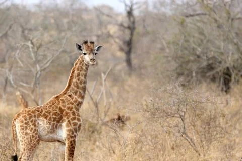 Young giraffe looking at camera Stock Photos