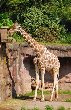 Young giraffe Stock Photos