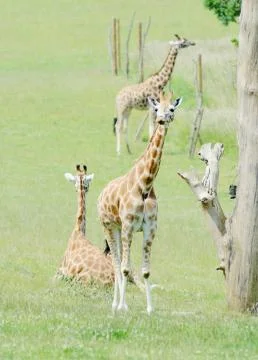 Young giraffe Stock Photos