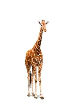 Young giraffe Stock Photos