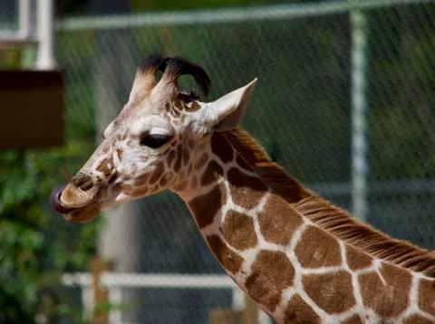 Young Giraffe 库存照片