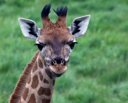 Young Giraffe Stock Photos