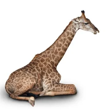 The young giraffe Stock Photos
