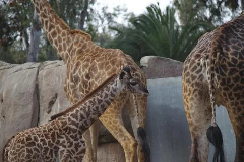 Young Giraffe Stock Photos