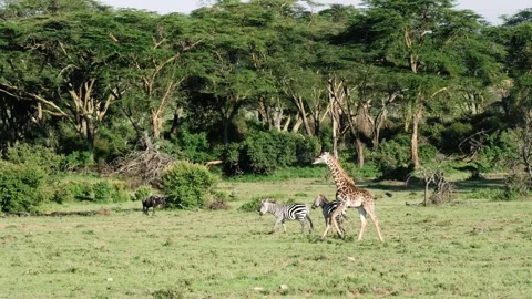 Young Giraffe Running - Masai Mara National Reserve - Kenya Stock Footage 342318145