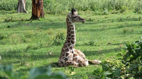 Young Giraffe Sitting Peacefully in Grass | 4K African Wildlife Footage Stock Footage 312201696