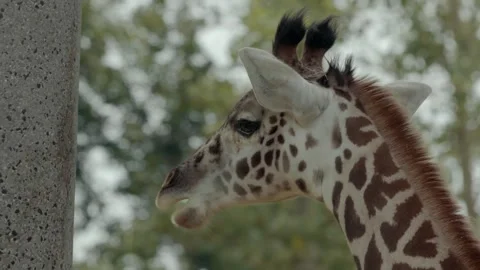 Young Giraffe Standing and Looking Sideways in Close-Up Stock Footage 342572377