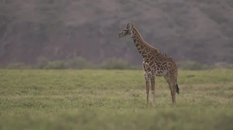Young giraffe standing Stock Footage 33541809
