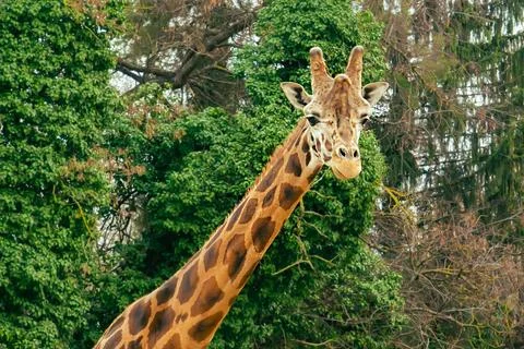 Young giraffe stands on the background of trees looking at the camera Stock Photos