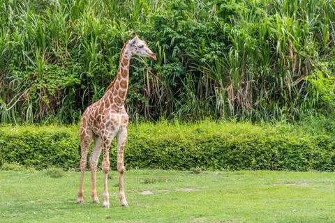 Young Giraffe staring Stock Photos
