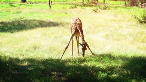 Young Giraffe Stooping to Eat Grass in Mauritius Stock Footage 140622090