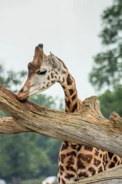 Young giraffe at a tree trunk Stock Photos