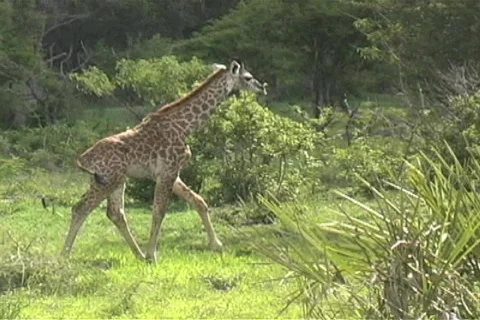 Young Giraffe walking Stock Footage