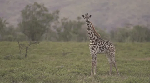 Young giraffe walking Stock Footage 33543338
