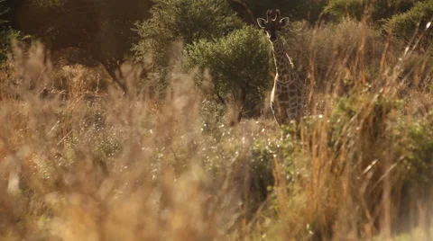Young giraffe walking through the African bush Stock Footage 45903757