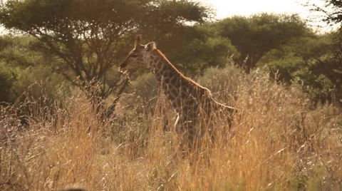 Young giraffe walking through the African bush early morning Stock Footage 45903761