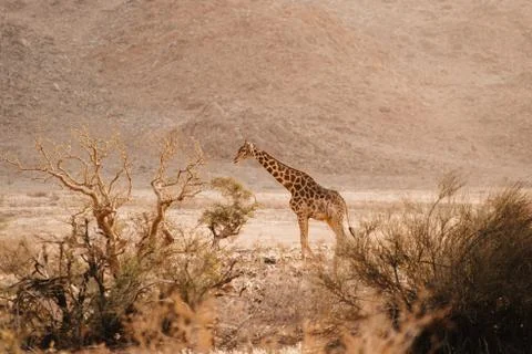 Young giraffe in the wild in Namibia Stock Photos
