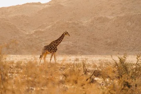 Young giraffe in the wild in Namibia Foto stock