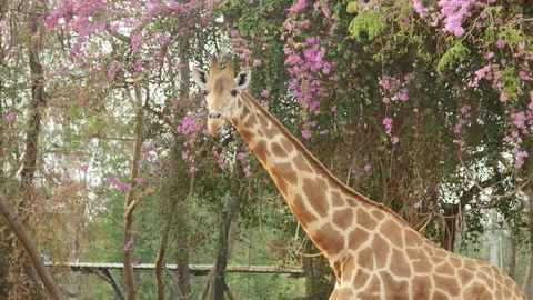 Young Giraffe In The Zoo Stock Footage 73767515