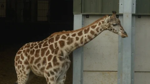A young giraffe in a zoo Stockbeeldmateriaal 122203253