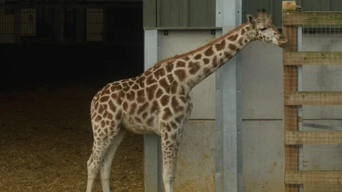 A young giraffe in a zoo 库存影片 122203387