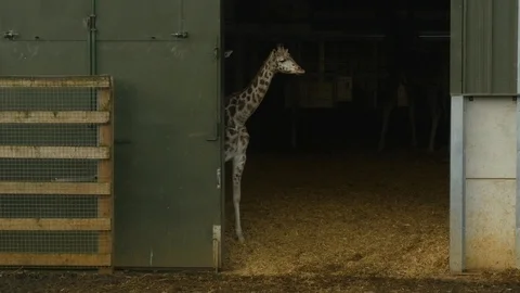 A young giraffe in a zoo Stockbeeldmateriaal 122203537