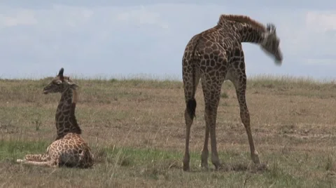 Young Giraffes Stock Footage