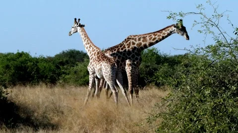Young giraffes mock fighting. Stock Footage 314234371