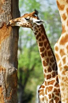 Young giraffes Stock Photos