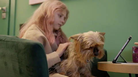 A young girl caressing a yorkie while sitting in an emerald chair. Stock Footage 263614904
