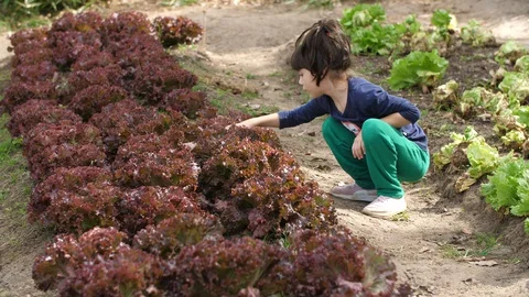 Young Girl Checking Organic Red Lettuces Horticulture Brazil 2020 Slow Motion Stock Footage