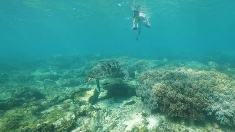 Young girl does an underwater camera turtle swimming underwater. Stock Footage 108194973