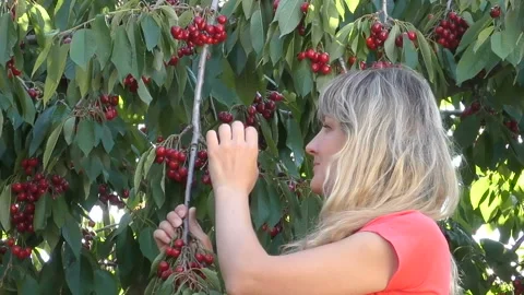 Young girl eats cherry Stock Footage 90525588