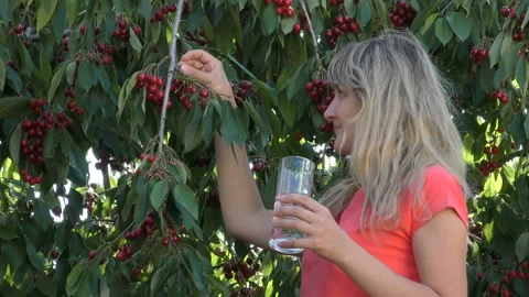 Young girl eats cherry Stock Footage 90526171