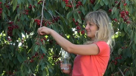 Young girl eats cherry Stock Footage 90629575