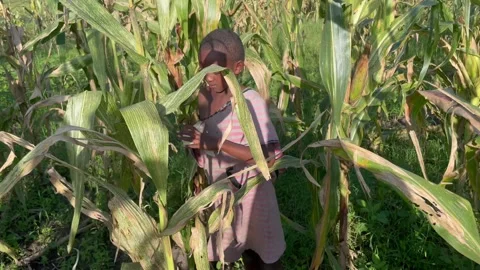 Young girl harvests corn(maize) Stock Footage 227591753