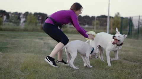 Young girl plays with two white Dogo Argentino dogs at the nature. Two big dogs Video stock 214857002