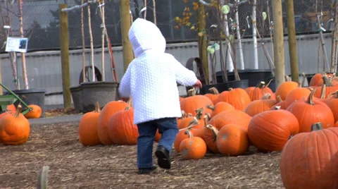 Young girl at pumpkin patch 库存影片 32706240