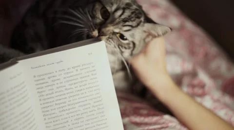 Young girl reading a book with her cat at home Stock Footage 56260341